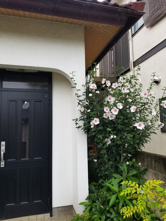 20200715_071741_copy_3024x4032