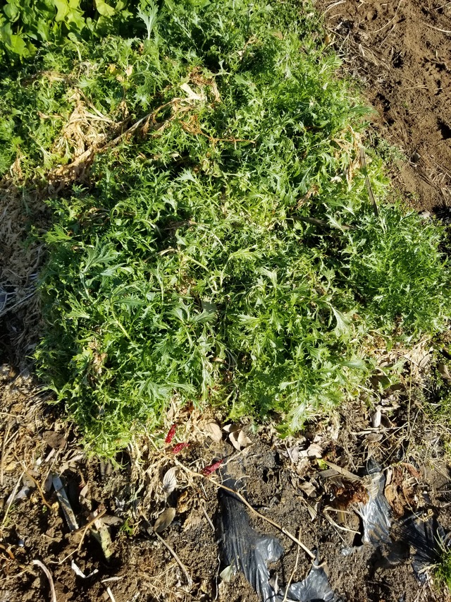 20210206_094538_copy_3024x4032