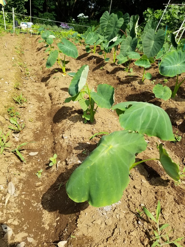 20210615_085743_copy_2268x3024