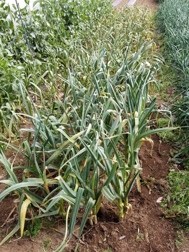 ニンニクの肥大化 失敗かも。 : のじさんの徒然草