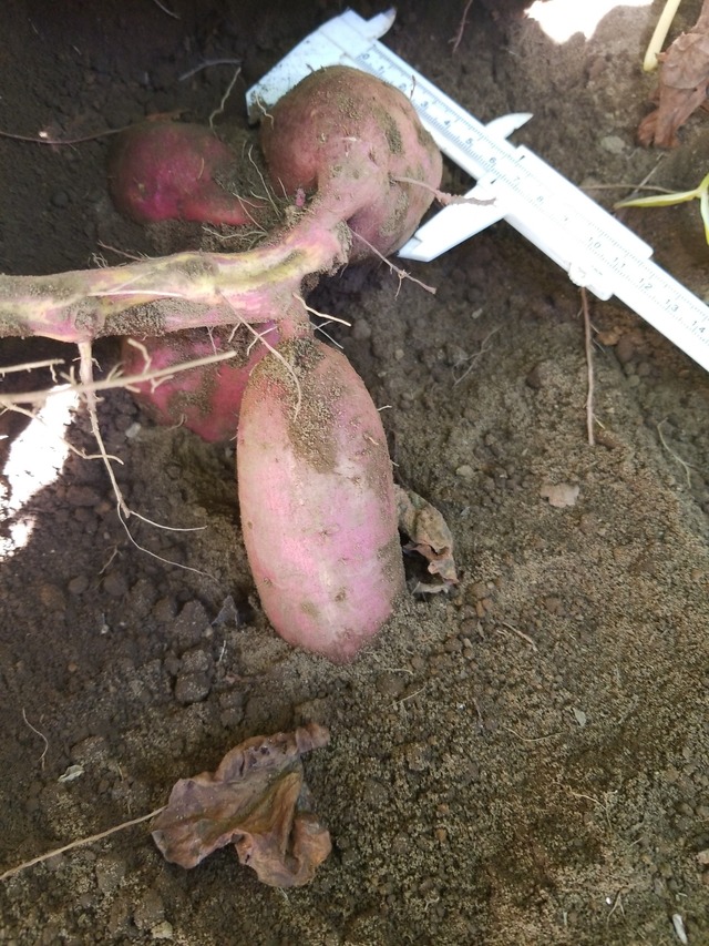 IMG_20230901_094046_copy_1512x2016