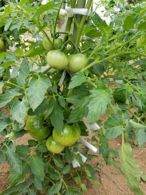 トマトの垂直仕立て 良いかもしれない のじさんの徒然草