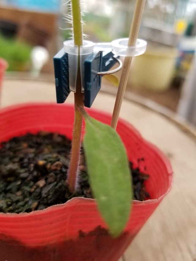 トマトの接ぎ木 やり方修正 のじさんの徒然草