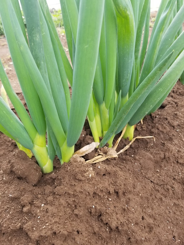 20240408_095653_copy_2268x3024