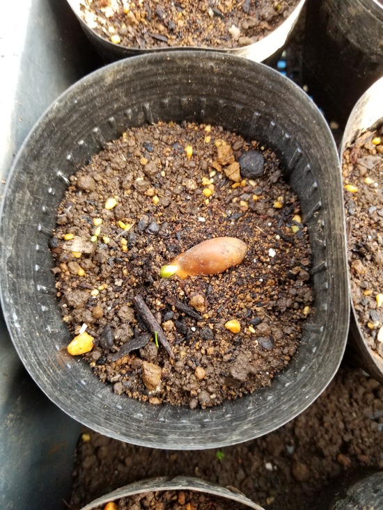 ソラマメの播種後1週間の状態 のじさんの徒然草