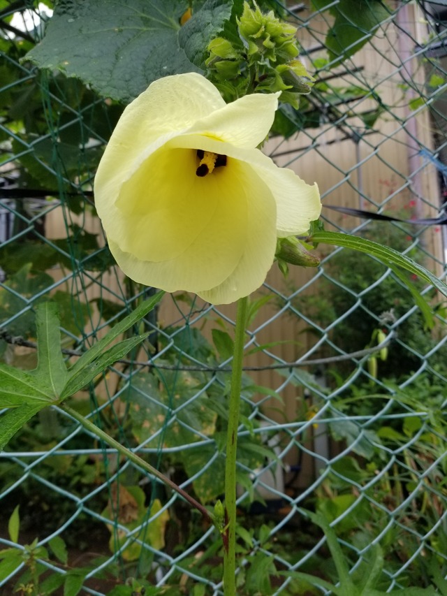 20200715_071845_copy_3024x4032