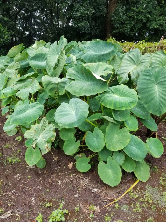 20210918_072700_copy_2268x3024