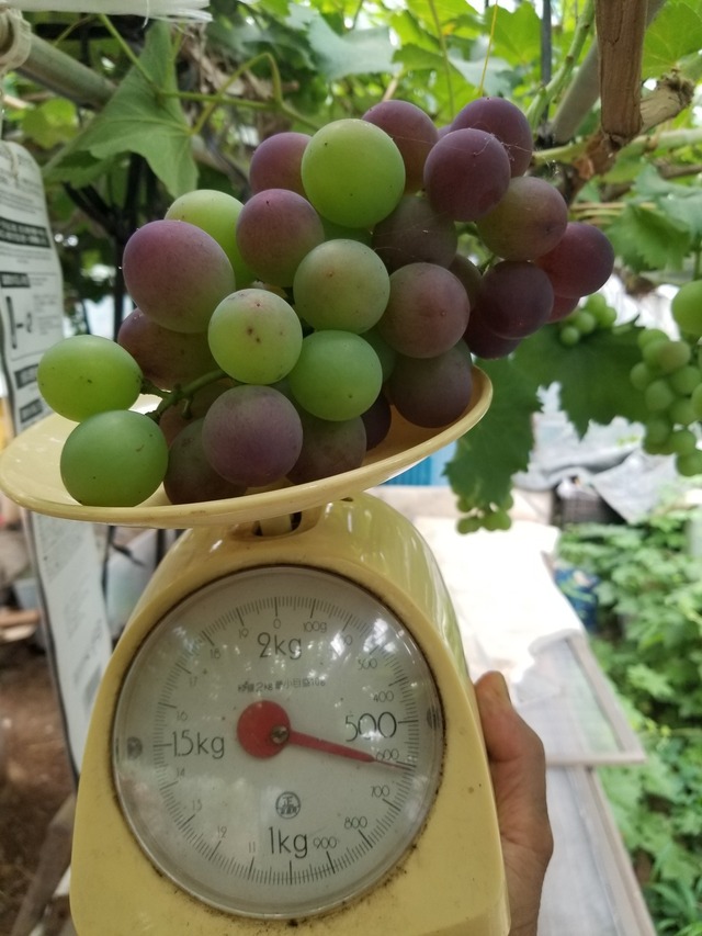 20230708_085037_copy_1512x2016