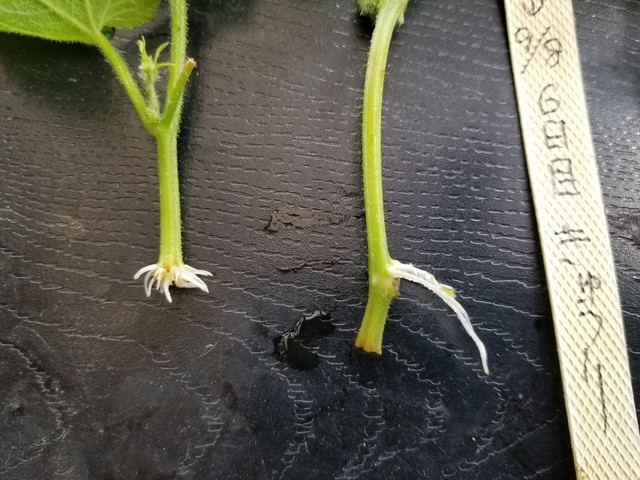 きゅうりのわき芽挿し 土いきかえる のじさんの徒然草 きゅうりのわき芽挿し 土いきかえる のじさんの徒然草
