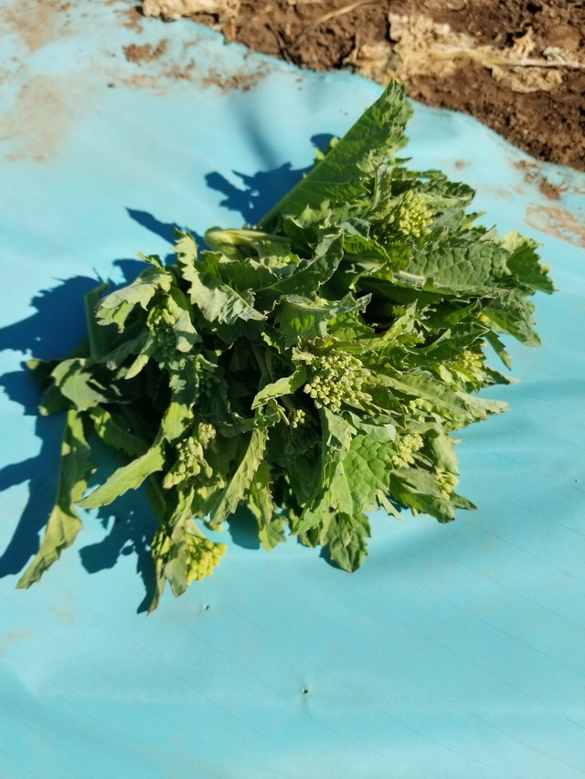 20240214_104212_copy_2268x3024