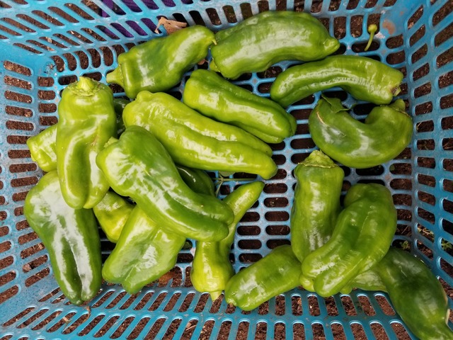ピーマン(๑>◡<๑) ビ―マン びっくり大きく育っていた。 : のじさんの徒然草