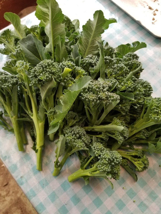 スティックセニョールの収穫と練馬大根 のじさんの徒然草