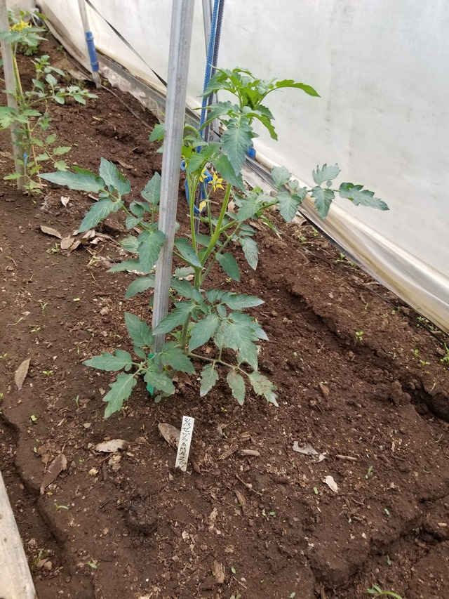 20200508_072319_copy_2268x3024