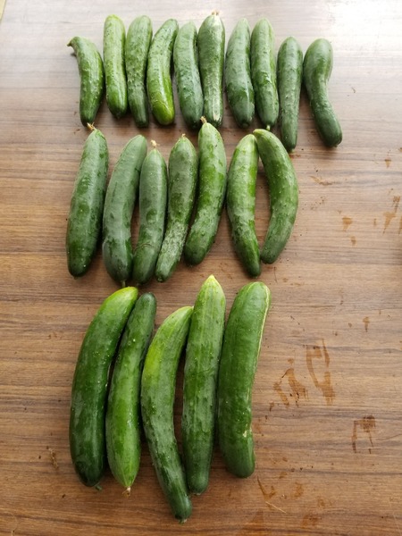 20190822_074418-1620x2160