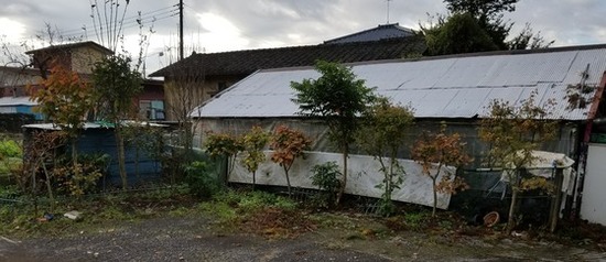 ブラック黄金スワローヒカリメダカ