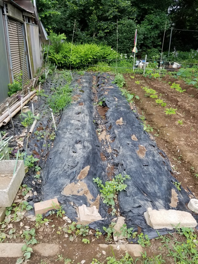 20210625_082820_copy_2268x3024