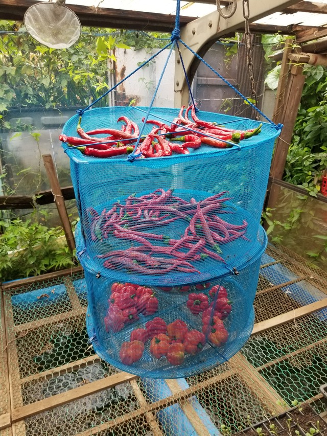 ー味唐辛子の作り方 のじさんの徒然草 ー味唐辛子の作り方 のじさんの徒然草