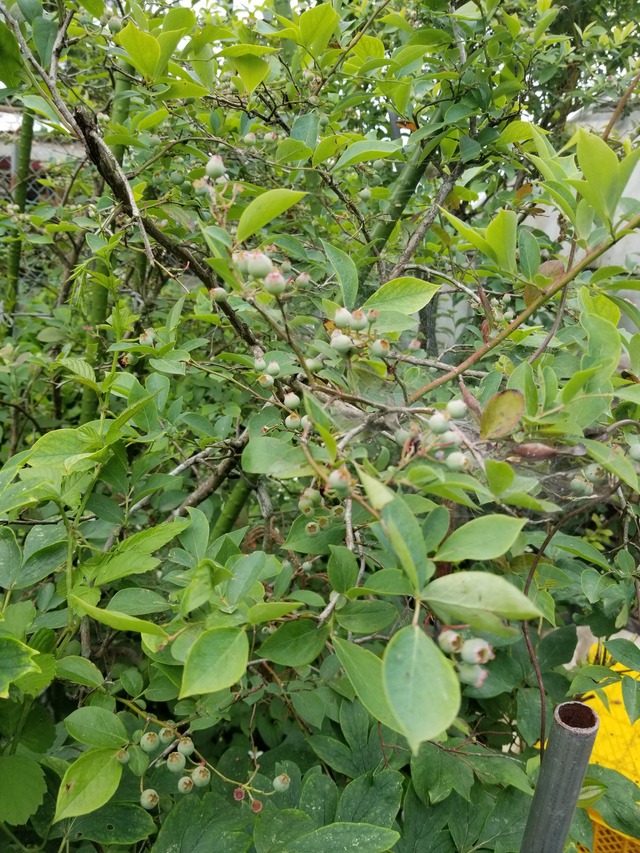 20200604_091106_copy_2268x3024