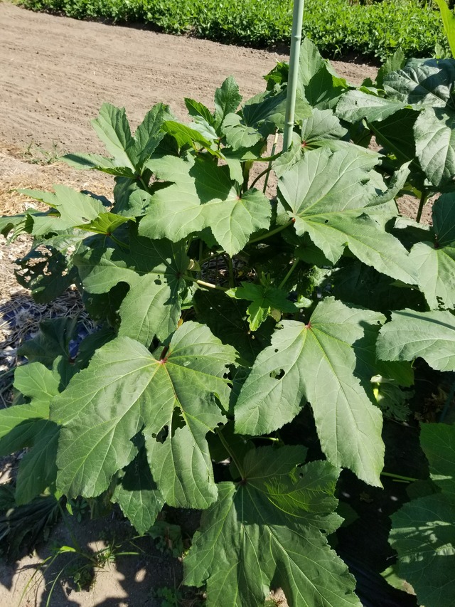 20210725_143708_copy_2268x3024