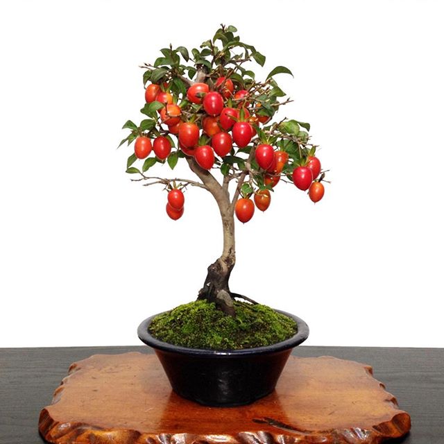 盆栽 柿の木 他石付き 柿2個実つき 老爺柿 5年生｜盆栽妙 – 盆栽妙 本店