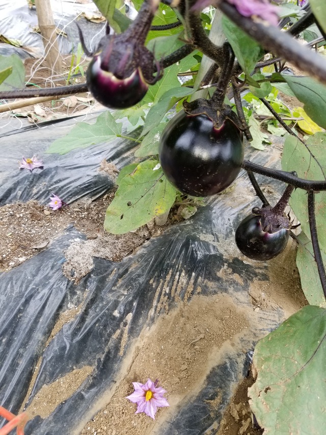 20210625_085110_copy_2268x3024