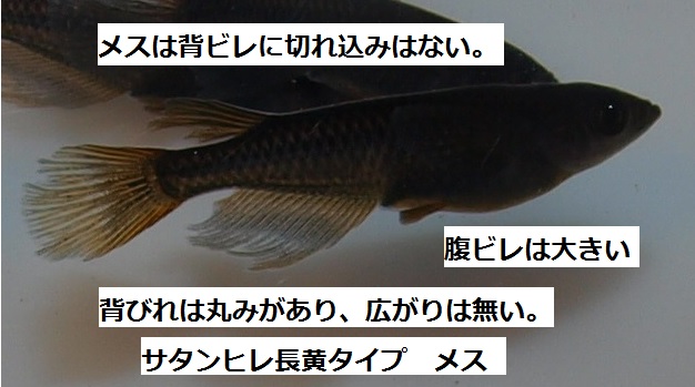 サタンヒレ長黄タイプ 来年度の種魚を導入した のじさんの徒然草