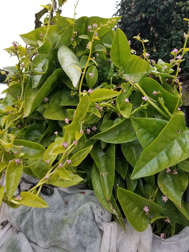 ツルムラサキ のじさんの徒然草