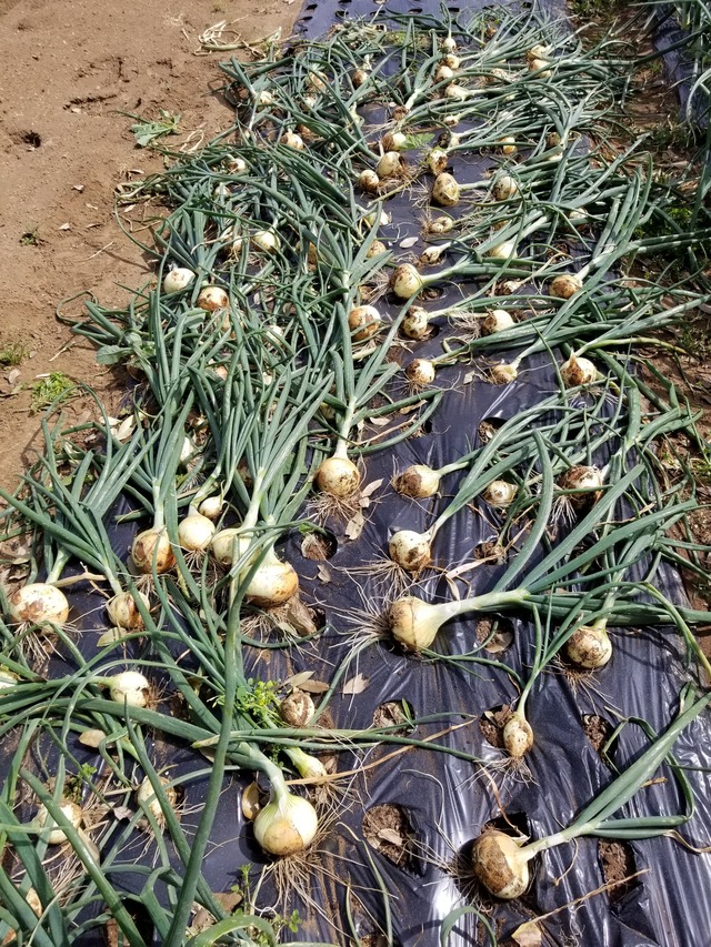 20210424_142004_copy_2268x3024