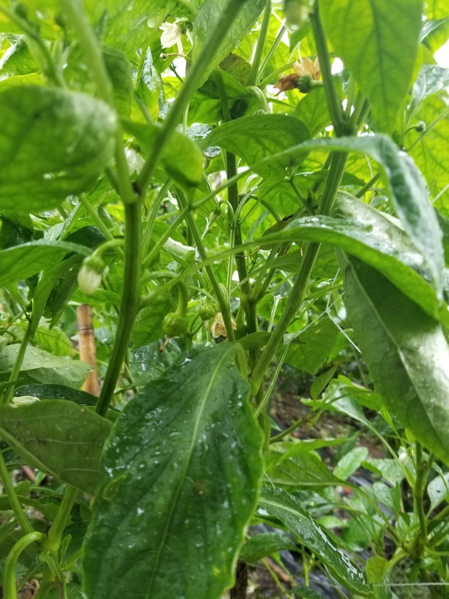 20210909_085233_copy_2268x3024