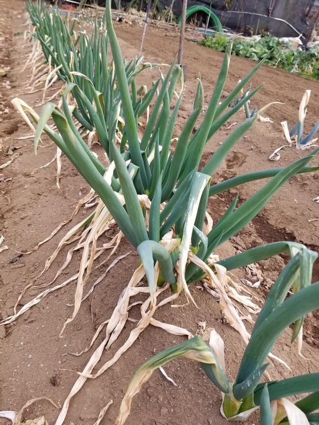 20210208_074139_copy_2268x3024