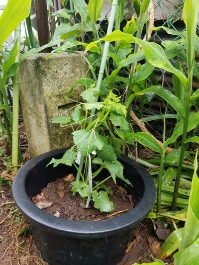 20190603_080344-1620x2160