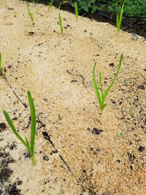 エクスブロラーエラー