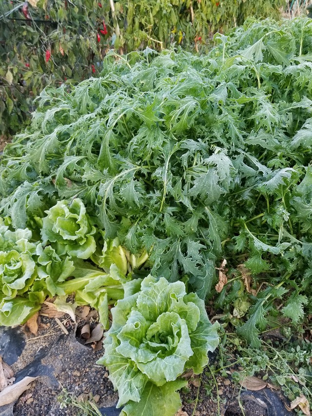 20201215_072843_copy_2268x3024