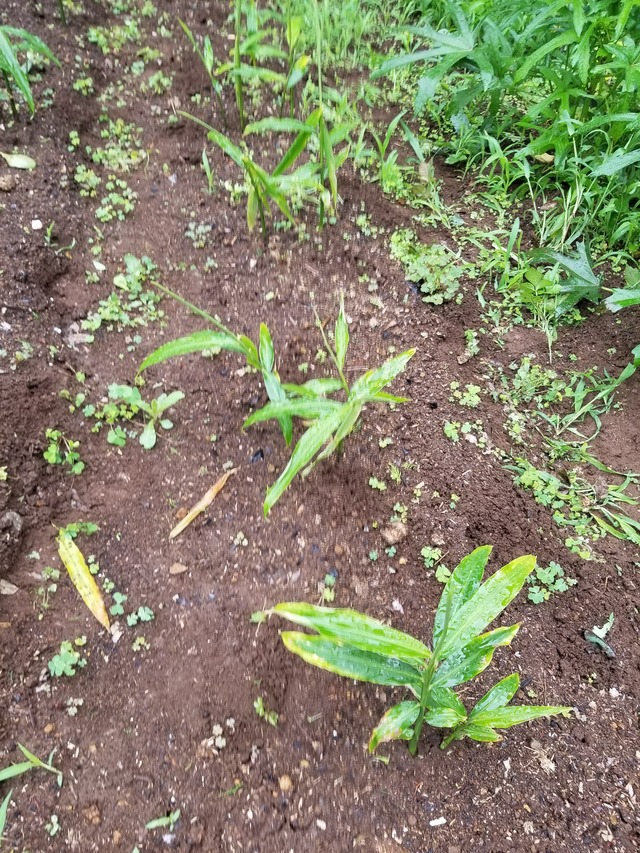 20200709_084241_copy_3024x4032