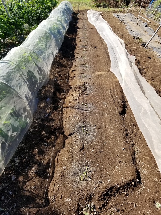 大豆に防虫ネットを被せた のじさんの徒然草