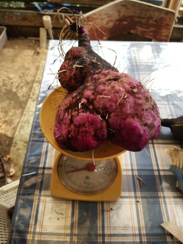 IMG_20231113_111932_DRO_copy_1512x2016