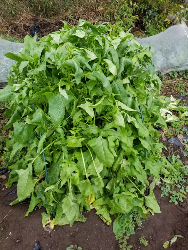 20240404_075152_copy_2268x3024