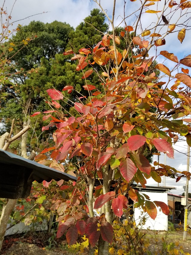 20211110_080851_copy_2268x3024