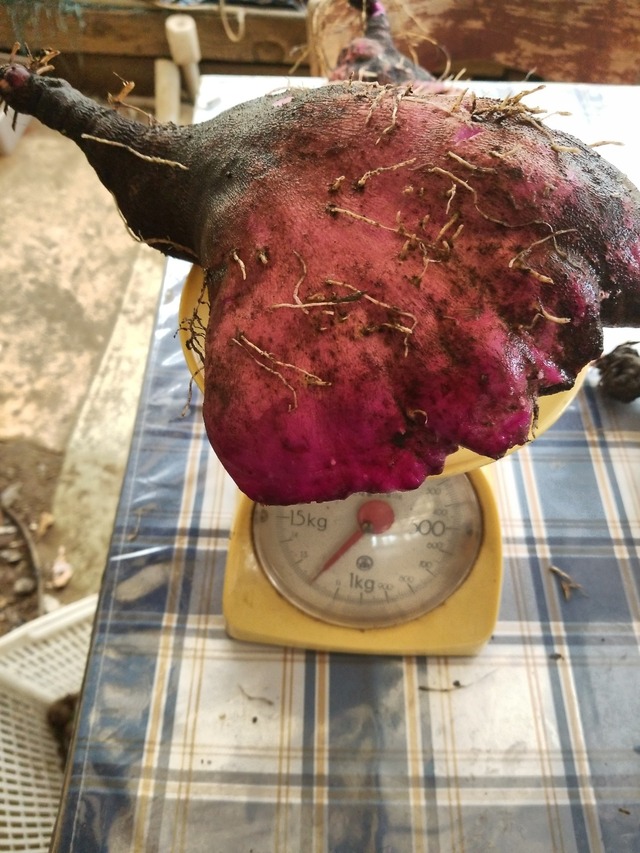 IMG_20231113_111916_DRO_copy_1512x2016