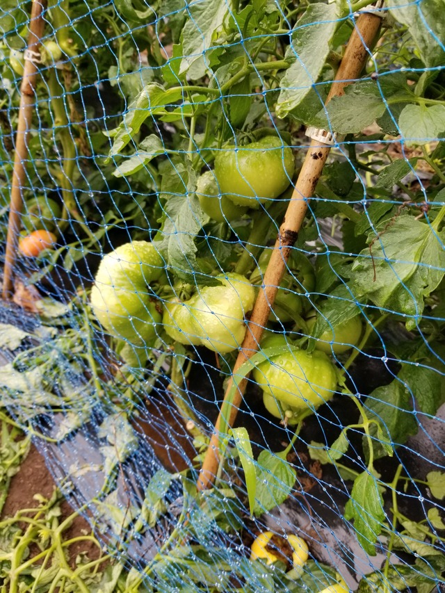 トマトとミニトマト 雨の日の収穫 のじさんの徒然草