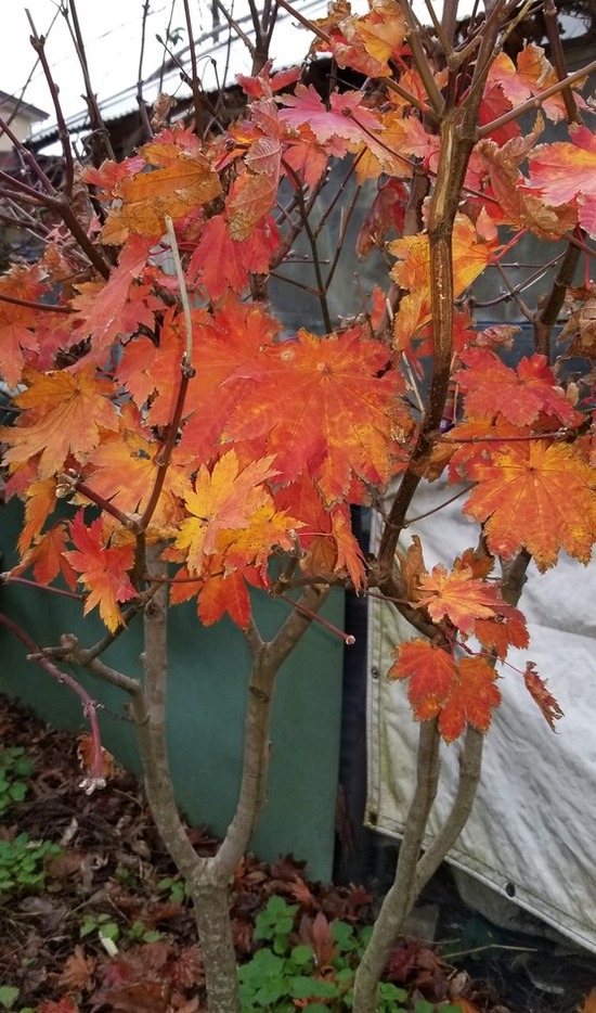 ホーム画面エクスブローラー1