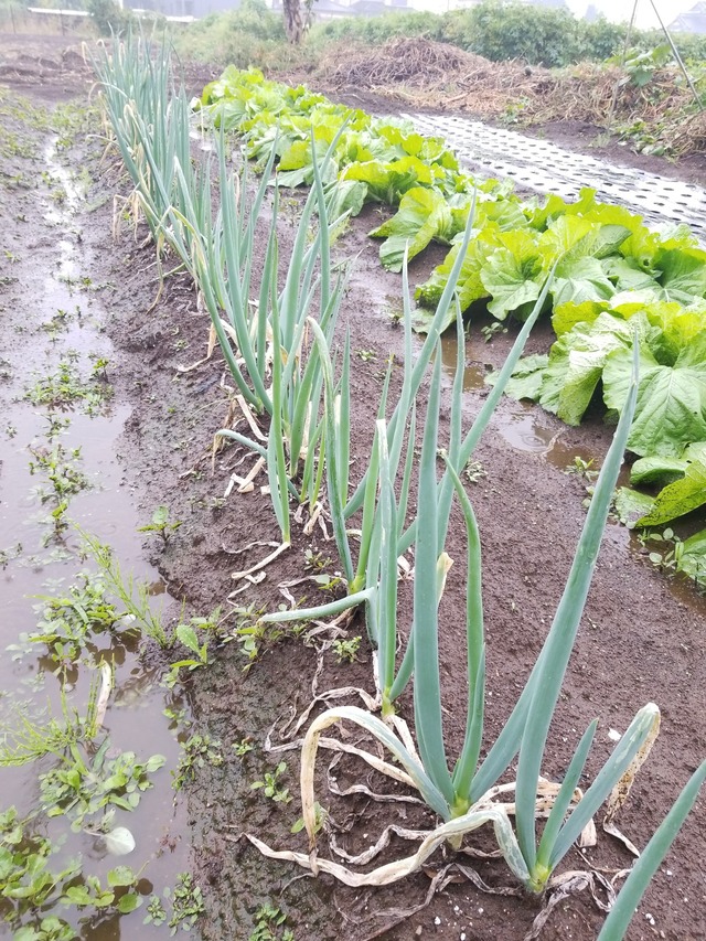 IMG_20231015_091220_copy_1512x2016_1