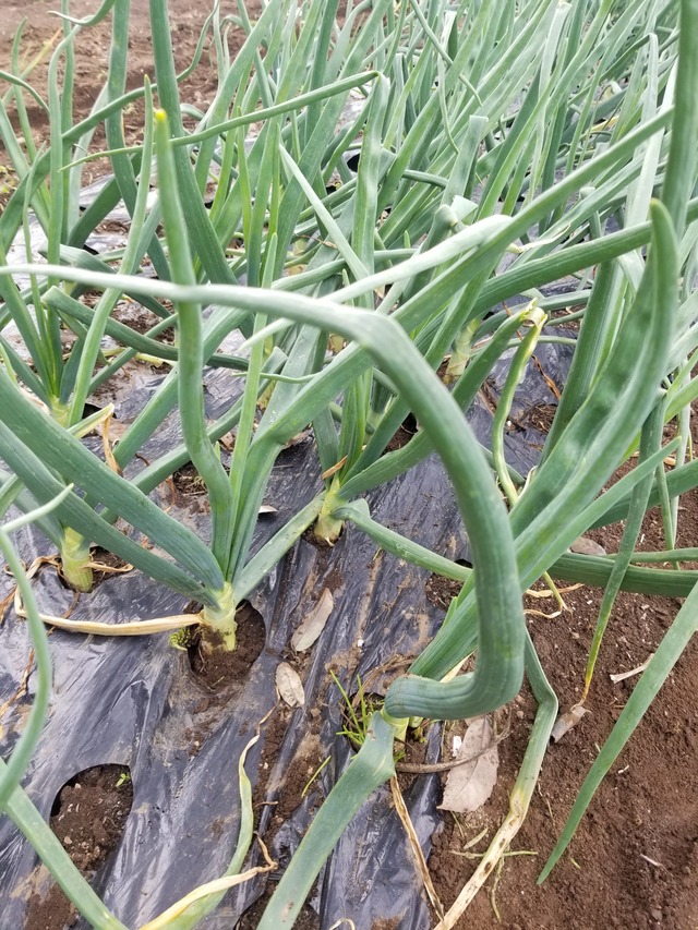 20240408_095515_copy_2268x3024