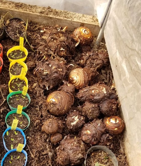 サトイモ 親芋を種芋にしての栽培記録 のじさんの徒然草 サトイモ 親芋を種芋にしての栽培記録 のじさんの徒然草