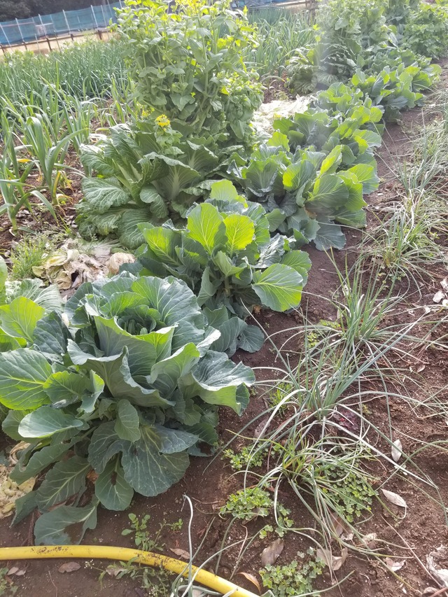 20210331_071928_copy_2268x3024