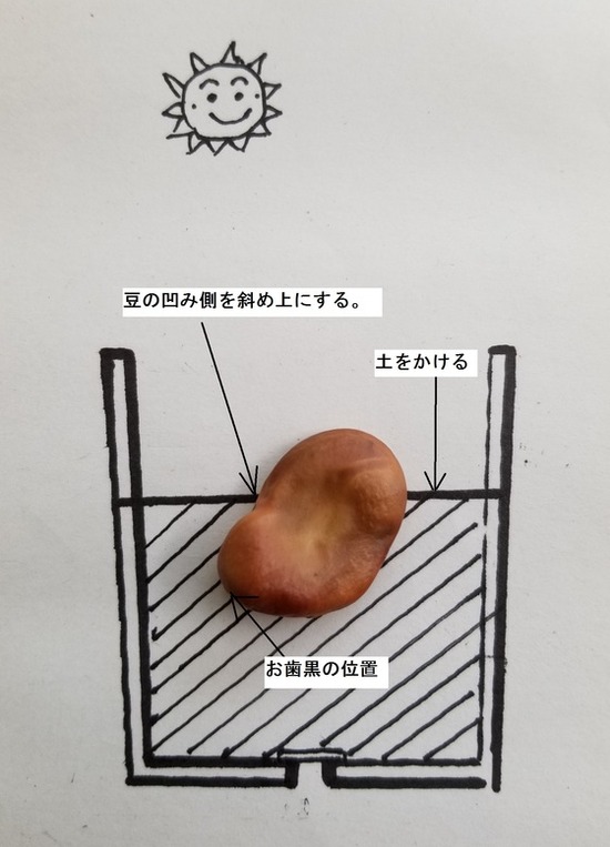 ソラマメの植え付け備忘録 トウマーミーの種蒔き のじさんの徒然草