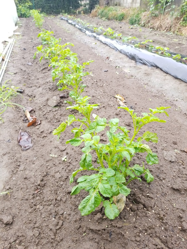 IMG_20231009_102058_copy_1512x2016