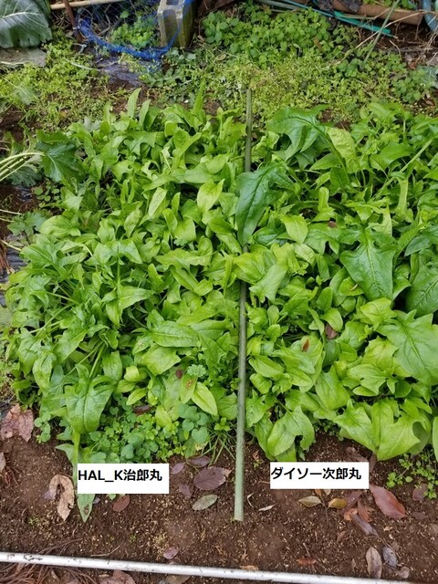 1010植え付け