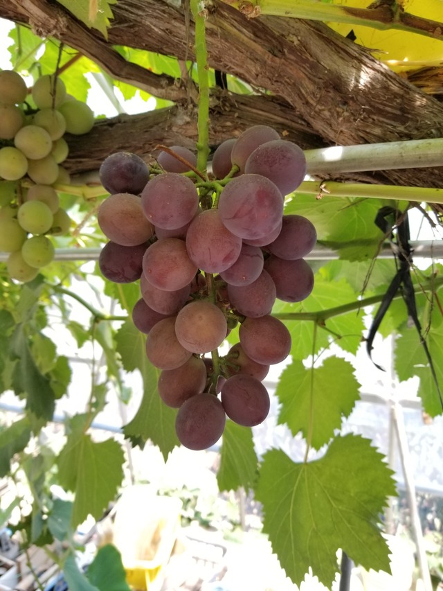 20230728_110344_copy_1512x2016