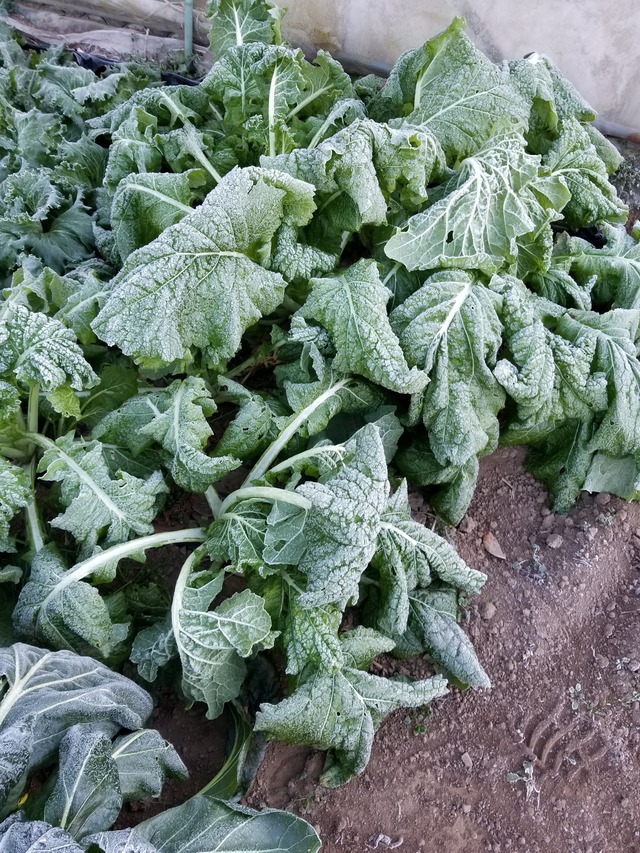 20201217_075317_copy_2268x3024